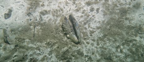 2024 10 23 En Musling Ligger På Havbunden COLOURBOX65291587