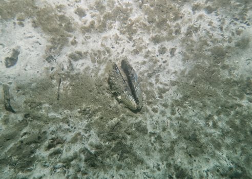 2024 10 23 En Musling Ligger På Havbunden COLOURBOX65291587