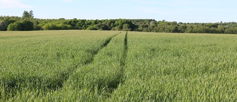 2025 02 26 En Mark Med Hjulspor COLOURBOX10083649