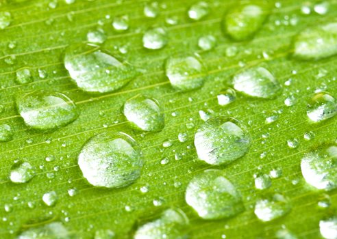 Vandperler på blad.jpg