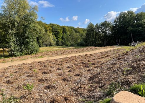 Nu Nye Træer Er Plantet På Grunden