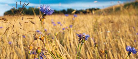 Grundvandsparker Mark